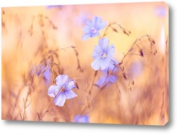   Постер луговые голубые цветы