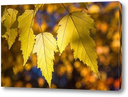  Осенний лист клёна на ветви