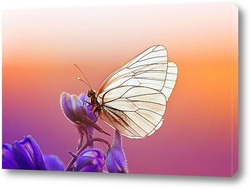   Постер Красивая белая бабочка сидит на синем цветке в солнечный летний день