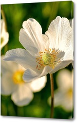   Постер Белый цветок