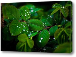    Листья клубники после дождя