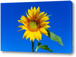   Постер Beautiful landscape with sunflower field over blue sky. Nature concept..	