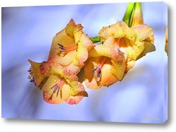   Рододендрон в цвету