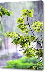    Весенний дождь