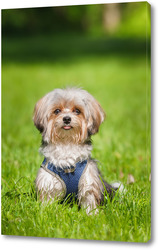   Постер Beautiful puppy of bolognese dog	