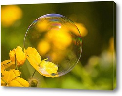   Постер Мыльный пузырь на жёлтом цветке.