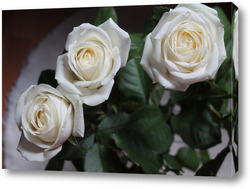   Постер белые розы