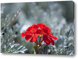   Постер красный цветок