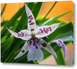   Постер Орхидея-паучок