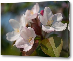   Постер Цветы яблони
