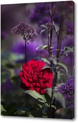   Постер Роза в осеннем саду