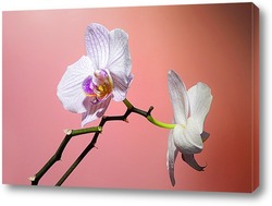   Постер орхидеи 