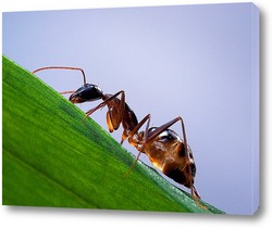   Постер Янтарный муравей