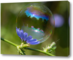   Постер Мыльный пузырь на цветке василька