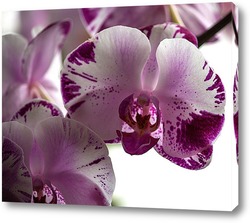  Орхидея дендробиум