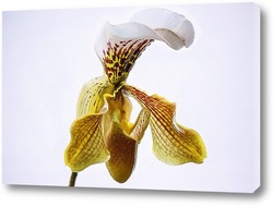  Орхидея доритинопсис Фея Тиухбао