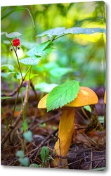    Лесной гриб с ягодами костяники