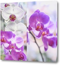   Постер Орхидеи коллаж