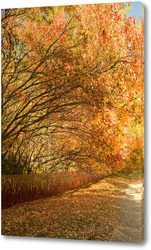   Постер Осенняя аллея в городско парке