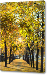  Постер Кленовая аллея в парке