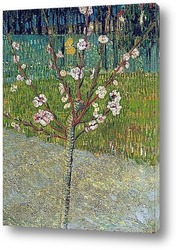   Постер Миндальное дерево в цвету