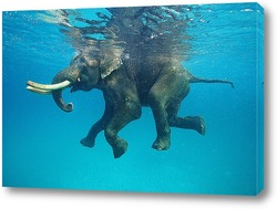   Постер Плывущий слон
