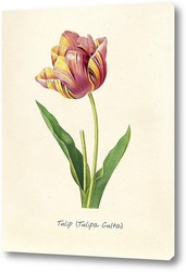   Картина Тюльпан