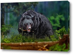   Постер Медведь в лесу