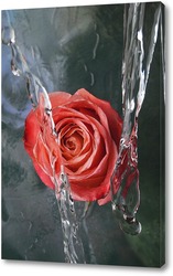   Постер Прекрасная роза в потоках воды