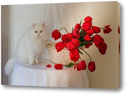   Постер Красные тюльпаны и белый кот