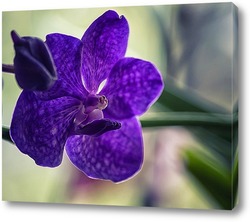   Постер Орхидея ванда синяя