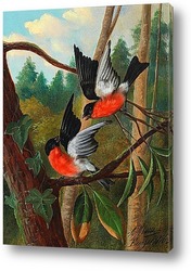   Постер Борьба двух птиц