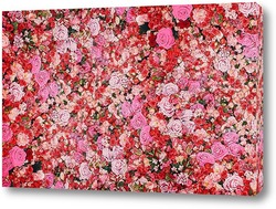   Постер Стена из красных и розовых роз