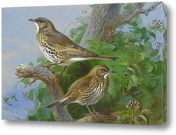   Постер Певчие птицы дрозды