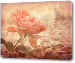   Постер Пионообразная роза