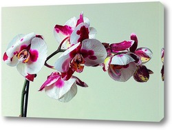   Постер Белая орхидея