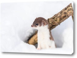   Least Weasel (Mustela nivalis) in snowy March
