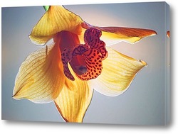   Постер Загадочна орхидея