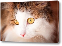   Постер красивая кошка