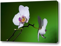  желтая орхидея