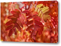   Постер Рябиновые листья 