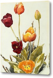   Постер Тюльпаны