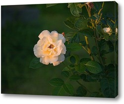   Постер Белая роза на закате дня