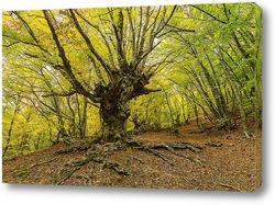   Постер Таинственный лес Демерджи