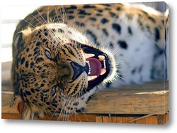   Постер Леопард