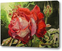   Постер Роза с капельками утренней росы