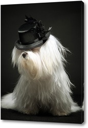   Постер Собака в шляпке