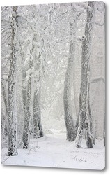   Постер Дорога в зимнем лесу