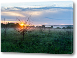    Field and forest at sunset. Tree silhouettes close-up. Evening fog, twilight sky, moonlight. Dark spring landscape. Pastoral rural scene. Nature, seasons, ecology, weather. Panoramic view, copy space