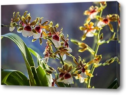   Постер Орхидея  колманада